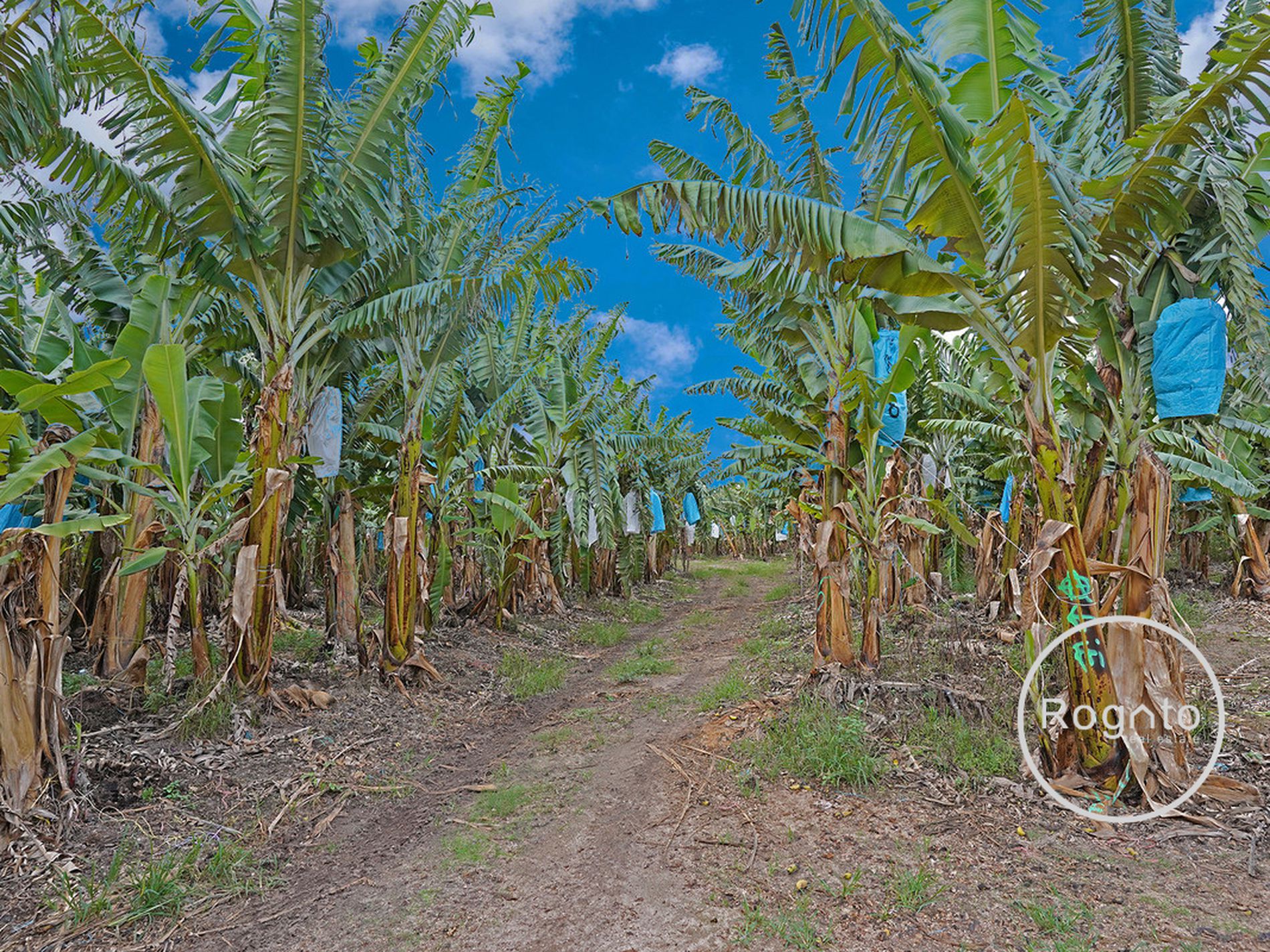 387 Fassio Road, Mareeba