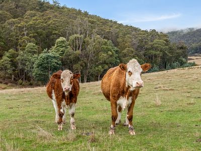 57 Cowens Road, Gardners Bay