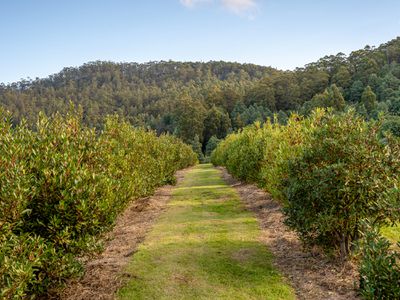 380 Dulcia Road, Gordon