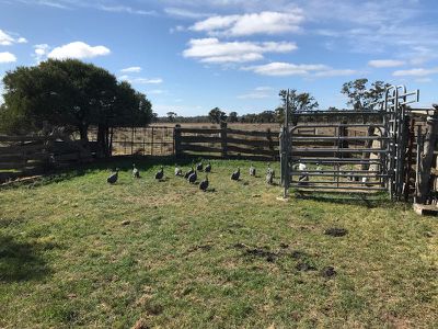 Riverside Homestead Colenso Park Road, Barham