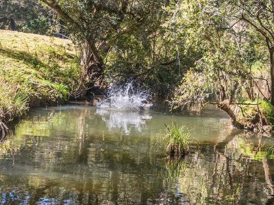 112 Homeleigh Road, Homeleigh via, Kyogle