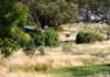 * 193 McDonald Rd, Boree Lane, Orange