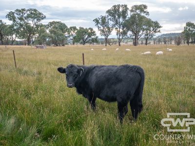 340 Furracabad Road, Glen Innes