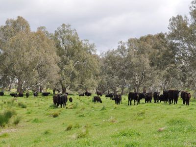 Snowdons Road, Bonegilla