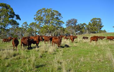 Guyra