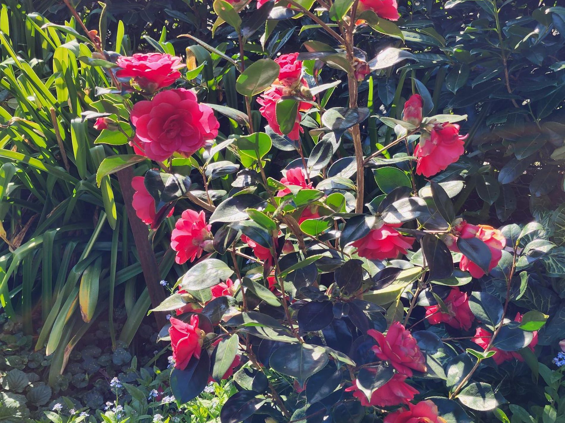 21 Sullivan Rd, Burradoo