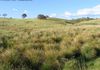 * Williamson Road, Lewis Ponds, Orange