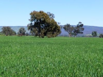 Mountain Creek Road, Holbrook