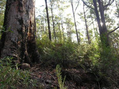 1 Halls Track Road, Pelverata