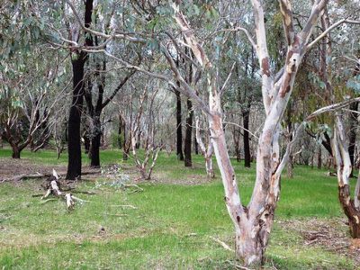 Lot 721, Forest Drive, Thurgoona