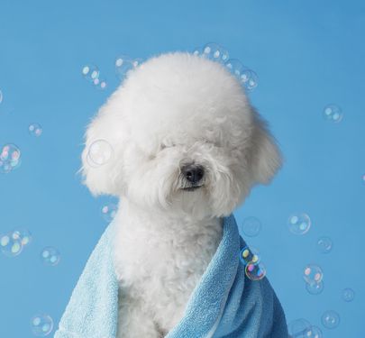 Spacious, Fully-Booked Dog Grooming Studio with Huge Growth Potential  Ideal Owner-Operator Opportunity