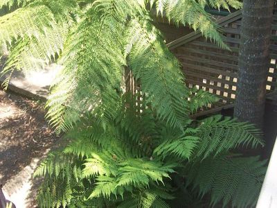 3 Armstrong Ave, Mount Warrigal