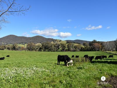 409 Back Creek Road, Yackandandah