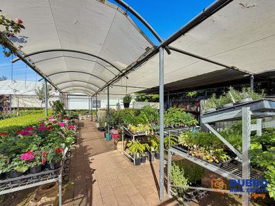 Magnolia Nursery