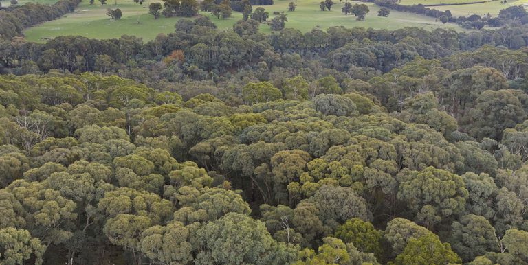 Lot 1 & 2 McCombes Road, Creek Junction