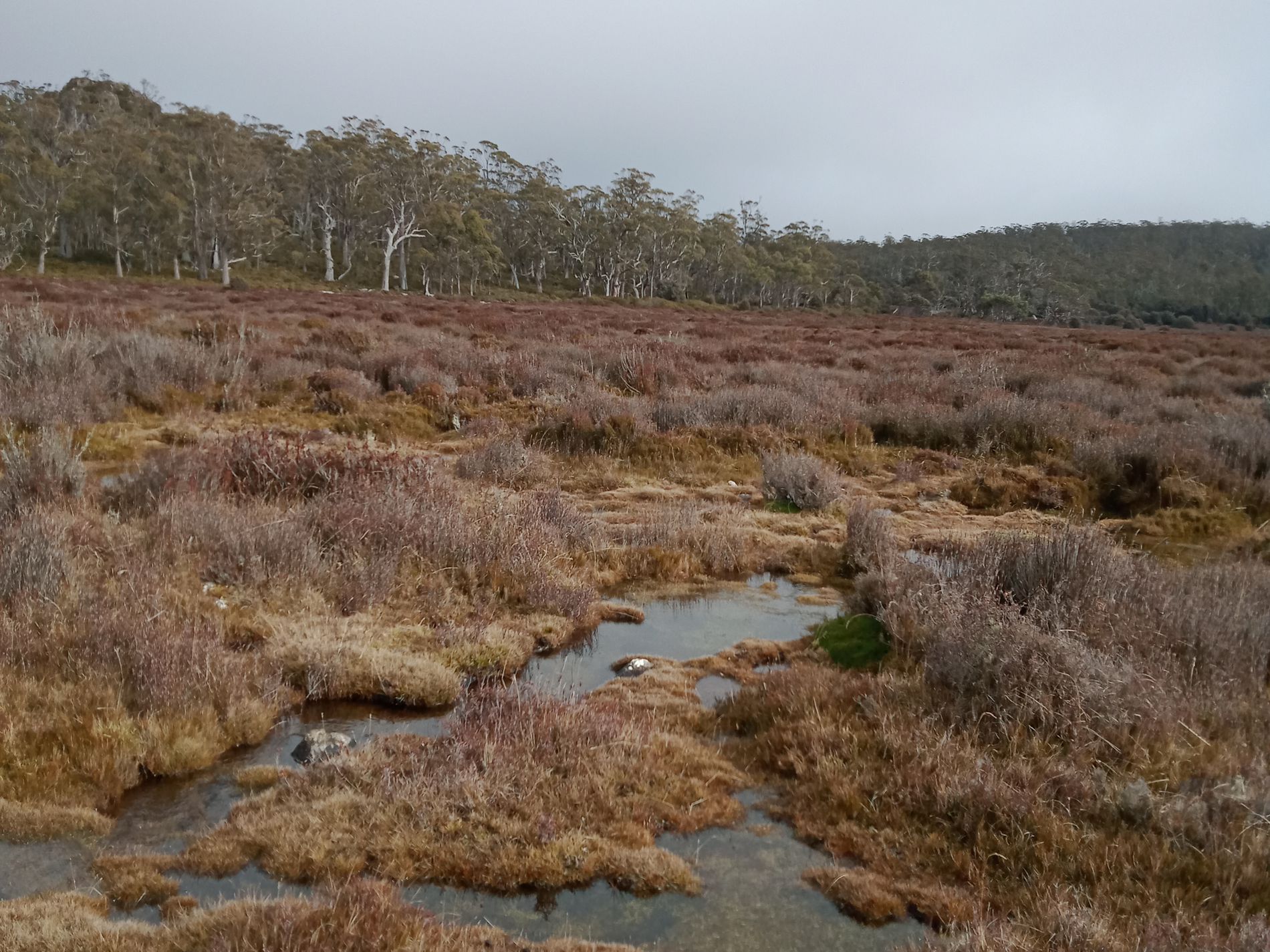 PID 5004617 'Christmas Marsh' Arthurs Lake Road, Arthurs Lake