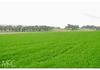 Lot 20 & 84 Henry Parkes Way, Manildra