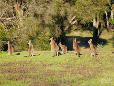 59 HILLANDALE COURT, Bonegilla