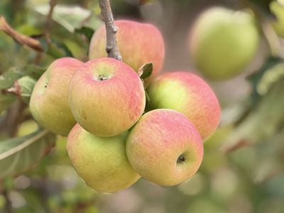 9 Clipper Court, Point Turton