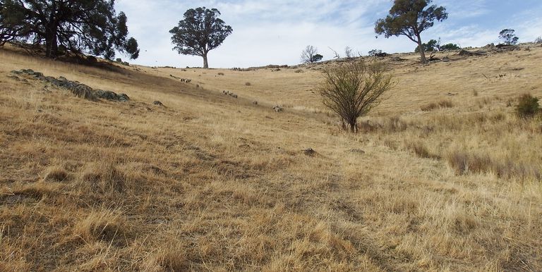 1209 Euroa Strathbogie Road Kelvin View, Euroa