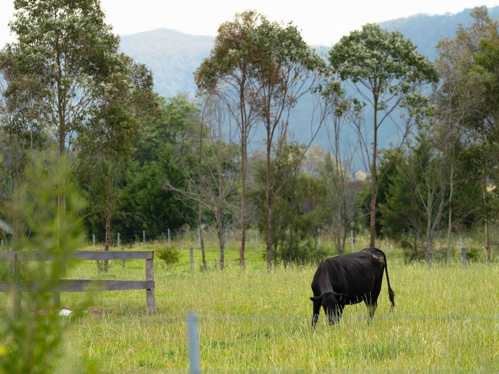 Lot 9B, 3 Wedgetail Street, Badagarang