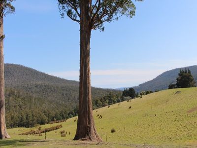 Lot 4, 100 Crosswells Road, Pelverata