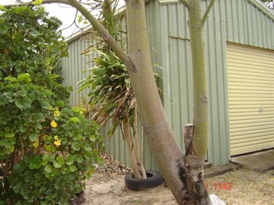 78 Charlotte Street, Cooktown