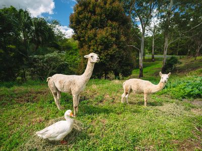 2 Shekinah Court, West Woombye