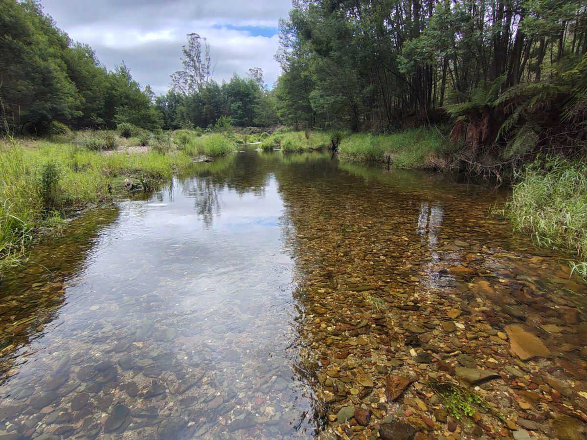 115 Gulph Creek Road, Nerrigundah