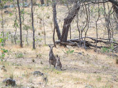 "Mornington Heights" 634 Splitters Creek Road, Splitters Creek