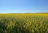 Staehrs Road, Nhill