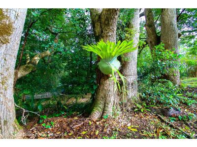 2 Kondalilla Falls Road, Montville