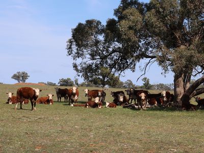 3166 Back Trundle Road, Parkes