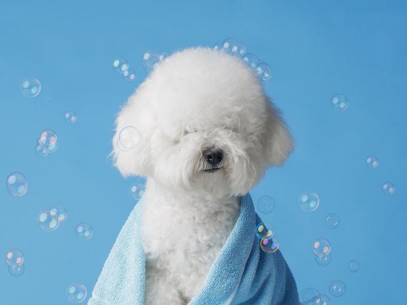 Spacious, Fully-Booked Dog Grooming Studio with Huge Growth Potential  Ideal Owner-Operator Opportunity