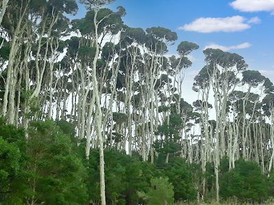 Bungaree Road, Bungaree