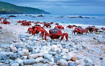 Lot 5, 65 Gaze Road, Christmas Island