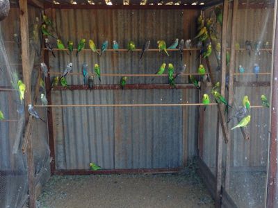 Cobb Highway, Deniliquin