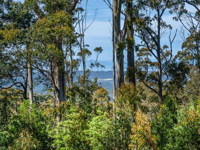 699 Tobys Hill  Road, Cygnet