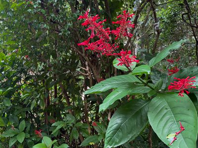 771 Left Bank Road, Mullumbimby Creek