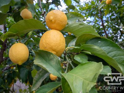 137 Aberdeen Road, Gilgai