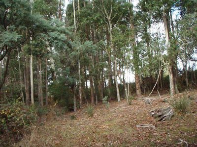 Lot 4 Holmes Road, Ellendale