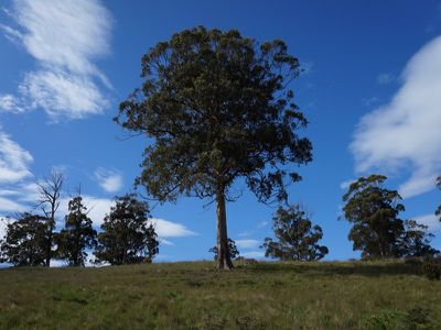 Lot 1 Kalonga Road, Nicholls Rivulet