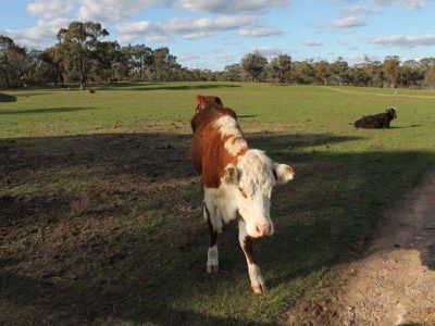 173 Moormbool Road, Moormbool West