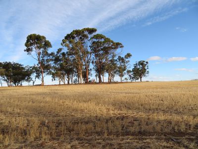 10352 / Cunderdin-Quairading Road, Cunderdin