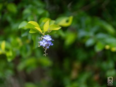 46 Peppercorn Avenue, Woongarrah