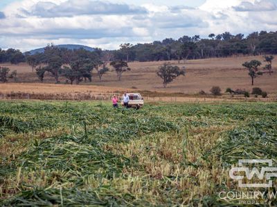 Lot Plain View South, 916 Emmaville Road, Glen Innes