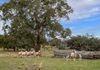 1257 Bundalah Road, Euchareena