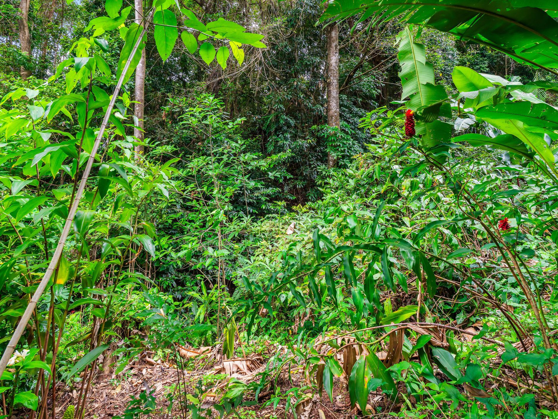 14 Jagera Close, Kamerunga