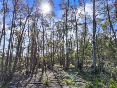 Lot 193 / 443 Back Creek Road, Mongarlowe