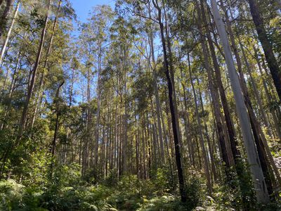 427 Shaws Road, Hollisdale